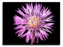 Downy Thistle