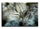 Sleepy
