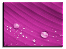 Purple Water Drops